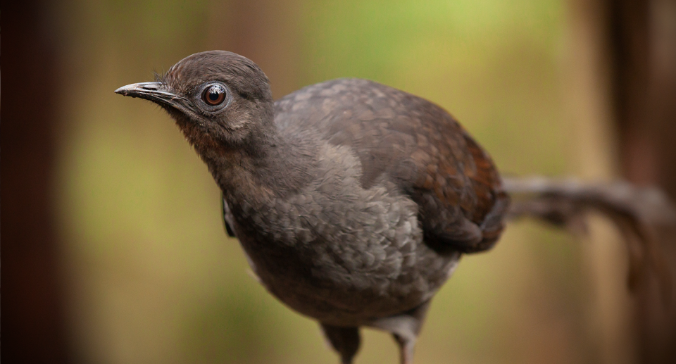 Female lyrebirds are seemingly being tricked by males into mating for longer. Source: Alex Maisey / Dalziell et al. 2021