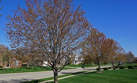 Some maples are experiencing delayed leaf expansion this spring.