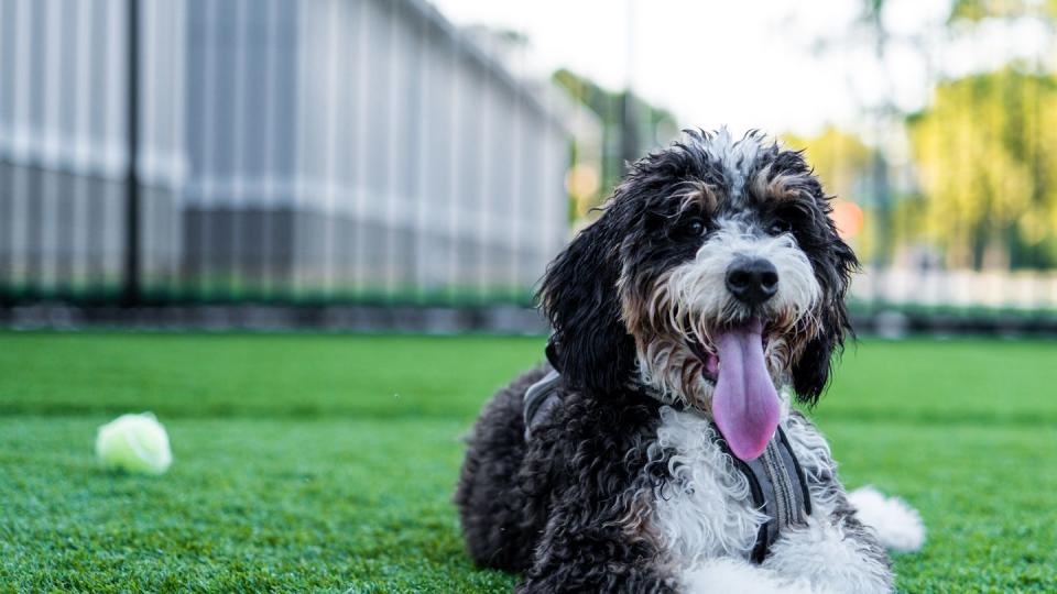 bernedoodle at the park