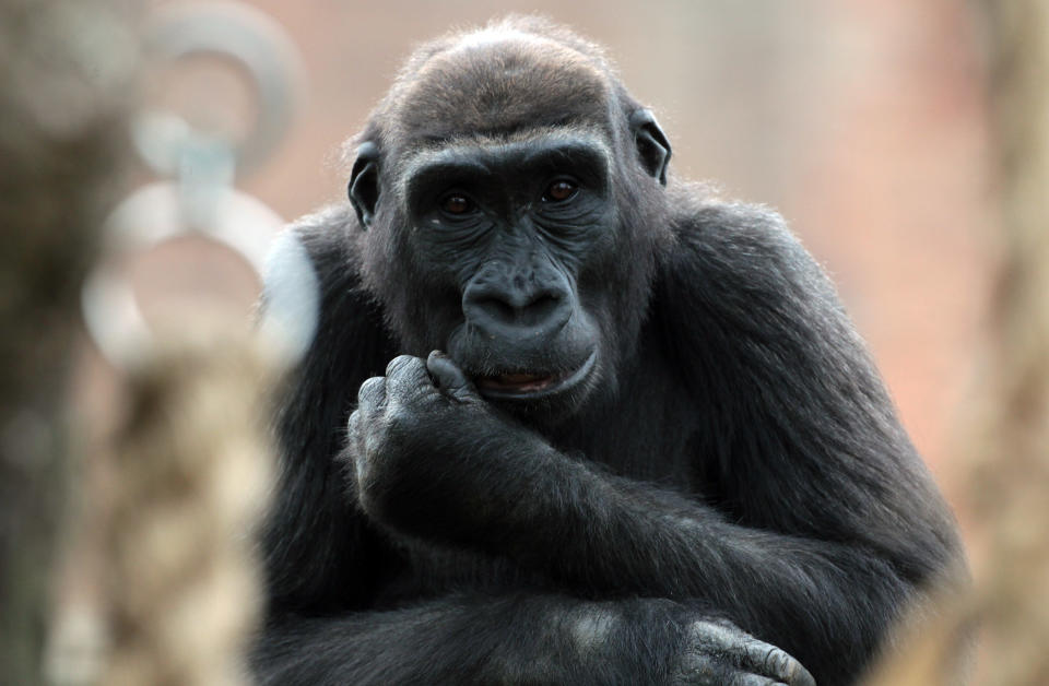 Kukena, Bristol Zoo's Baby Gorilla Starts To Walk