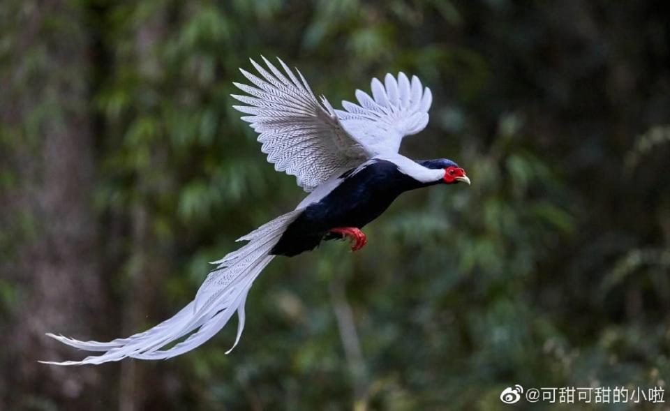 仙境神鳥？絕美「白鳳凰」山谷飛行　珍稀品種曝光網驚：以為只是傳說