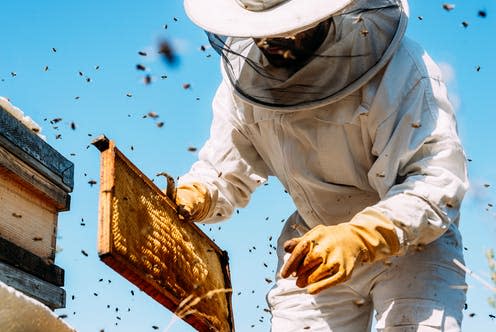   <span class="attribution"><a class="link " href="https://www.shutterstock.com/image-photo/beekeeper-working-collect-honey-beekeeping-concept-1054817495" rel="nofollow noopener" target="_blank" data-ylk="slk:santypan/Shutterstock;elm:context_link;itc:0;sec:content-canvas">santypan/Shutterstock</a></span>