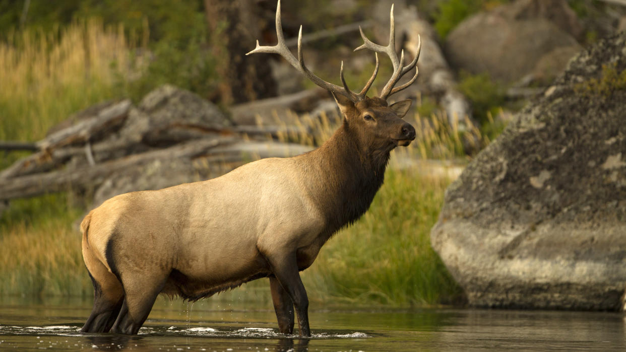  Bull elk standing in river. 