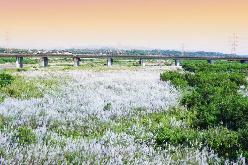 官田渡槽橋十月雪。   圖：台南市政府觀光旅遊局/提供