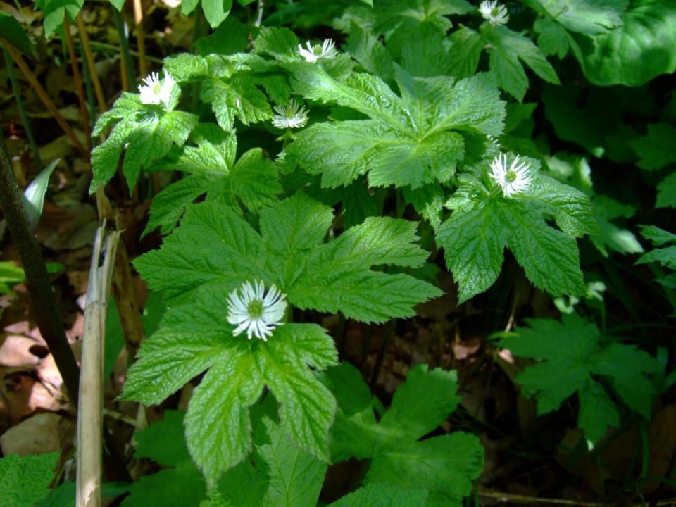 hierbas e infusiones vías urinarias 