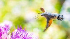 close up shot of large insect with long curled tongue, purple flower on left, green blurred background