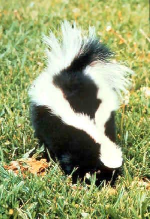 An adult striped skunk.