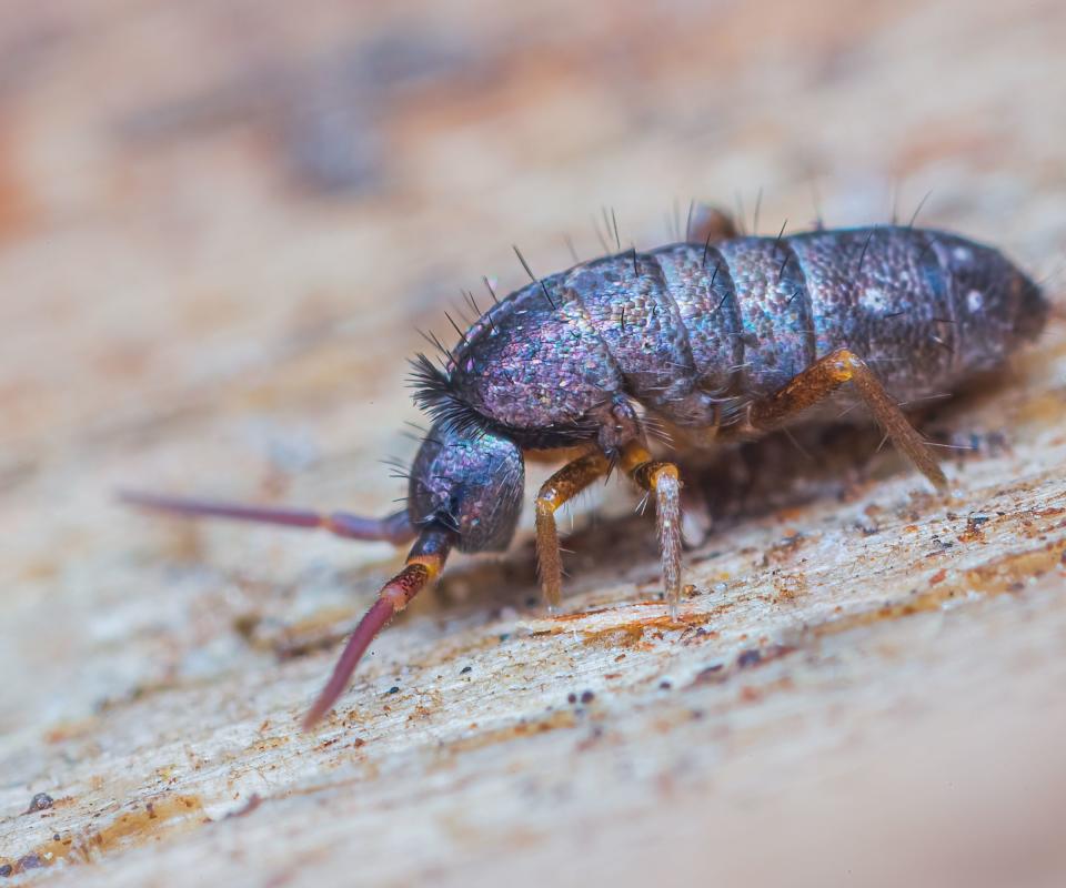 A springtail bug close up