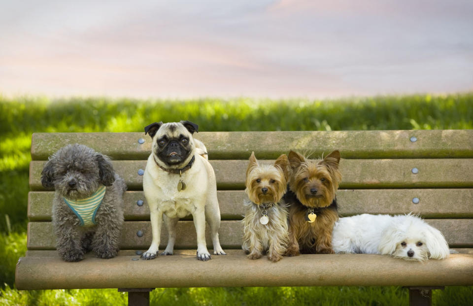 Different dogs on bench