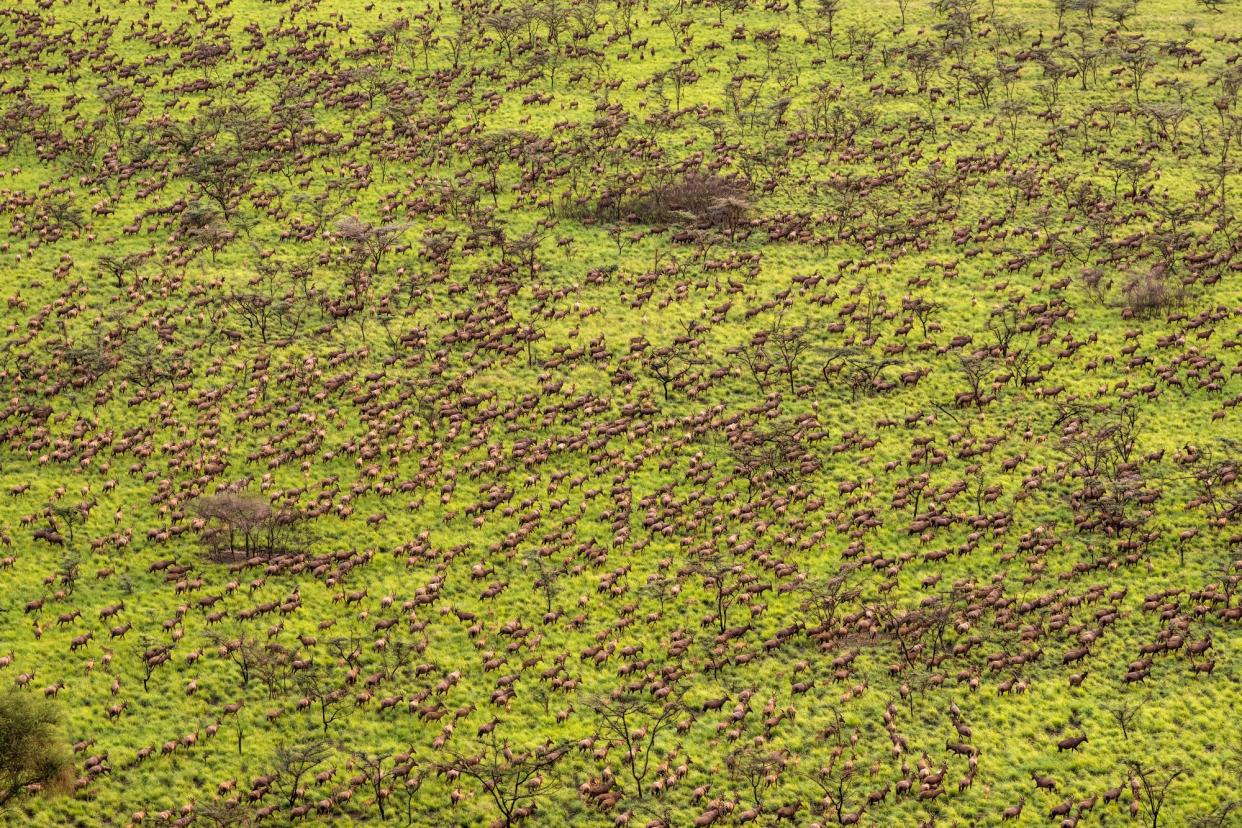 <span>Tiang, a species of antelope, form part of the migration between the Boma and Badingilo national parks in South Sudan, the world’s largest such movement.</span><span>Photograph: Marcus Westberg/African Parks</span>