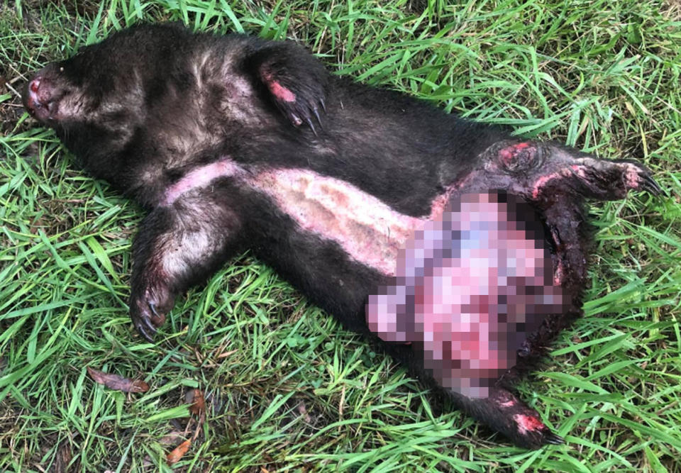 The wombat was seriously injured and its bowel was perforated. Source: Waratah Wildlife Shelter