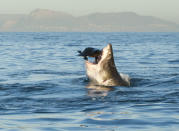 Durante una preciosa mañana de julio navegaba fotografiando tiburones blancos en False Bay, Sudáfrica, cuando apareció este. Hacía dos días que el mar estaba tan tranquilo que apenas se podía ver una onda. (Foto y texto por Tonya Herron/Concurso Fotográfico de National Geographic) <br> <br> <a href="http://ngm.nationalgeographic.com/ngm/photo-contest/2012/entries/recent-entries/" rel="nofollow noopener" target="_blank" data-ylk="slk:Haz click aquí para ver más fotos enviadas al concurso de National Geographic;elm:context_link;itc:0;sec:content-canvas" class="link ">Haz click aquí para ver más fotos enviadas al concurso de National Geographic</a>