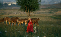 <p>An Afghan refugee girl stands next to her family’s sheep in a field next to a slum area on the outskirts of Islamabad, Pakistan, Oct. 1, 2012. (Photo: Muhammed Muheisen/AP) </p>