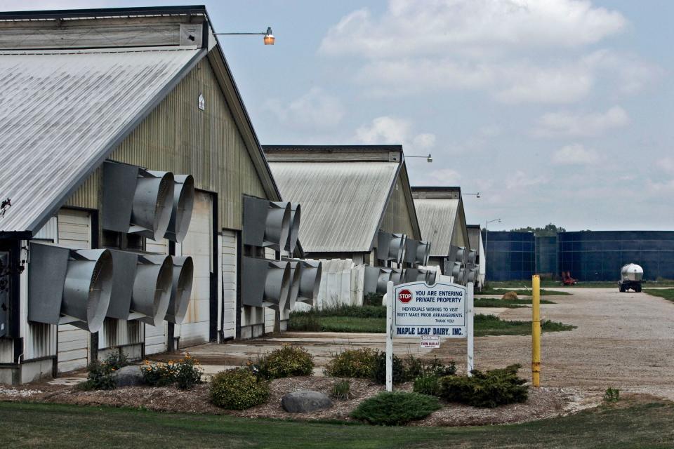 2007: CAFOs (concentrated animal feeding operations) had local residents worried about the amount of waste they produce. Maple Leaf Dairy is one of six factory farms in Manitowoc County. Manure is stored in the large blue tanks seen in the background.