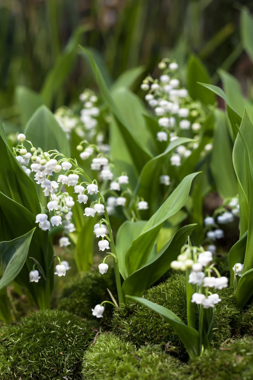 lily of the valley