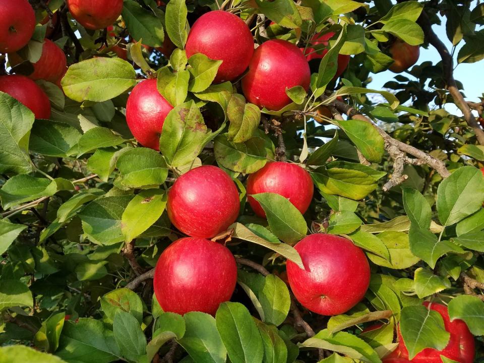 14) Afton Apple Orchard in Hastings, Minnesota
