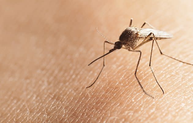 Zika is transmitted via mosquitoes. Photo: Thinkstock