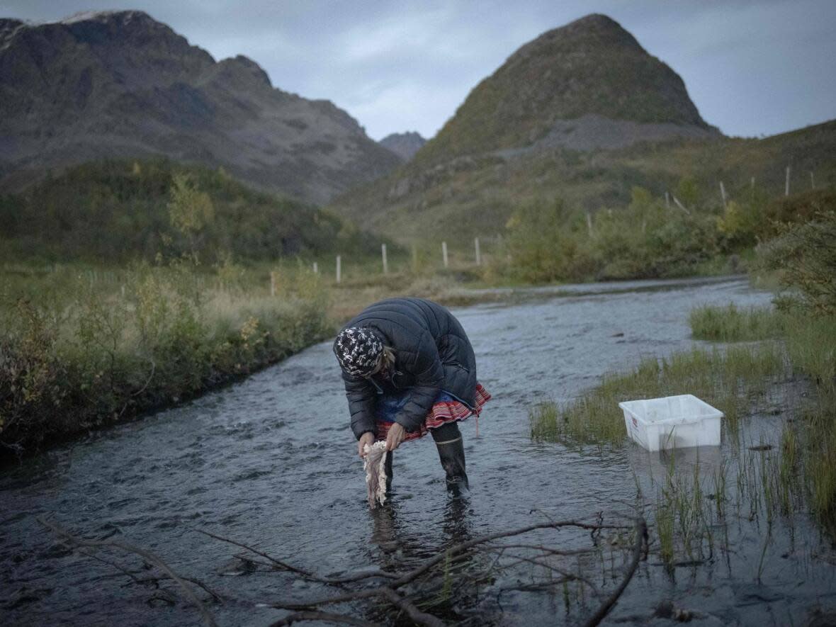 The Sámi are an Indigenous people with traditional territories within the national borders of Finland, Norway, Sweden and Russia. Here, a Sámi herder woman cleans out reindeer intestines in a stream before cooking them, as they travel alongside several hundred reindeer to herd them to their winter pastures, in Reinfjord, in Northern Norway, in 2023. (Olivier Morin/AFP/Getty Images - image credit)