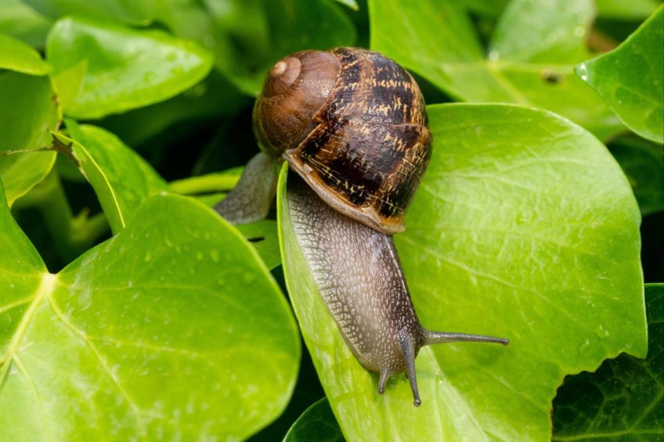 The RHS have declassified slugs and snails as pests  (Alamy Stock Photo)