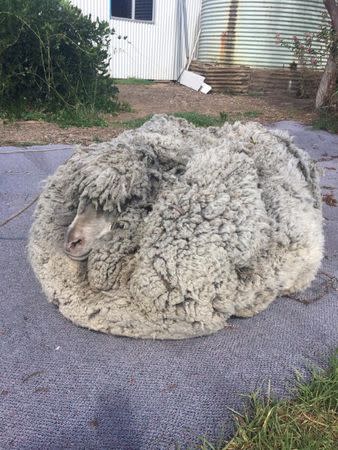 A sheep with massively overgrown fleece looks on in Warrumbungle, New South Wales, Australia, July 20, 2018, in this picture obtained from social media. Graeme Bowden/via REUTERS