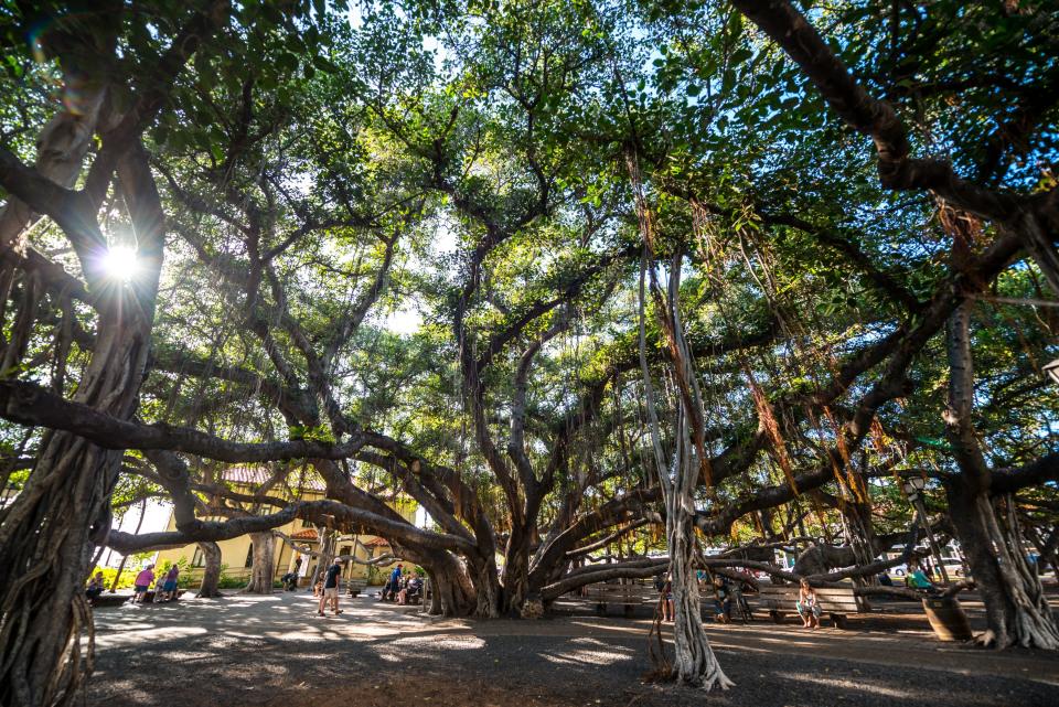 Huge Banyan tree in downtown Lahaina on Maui in Hawaii, Jan. 6, 2016.