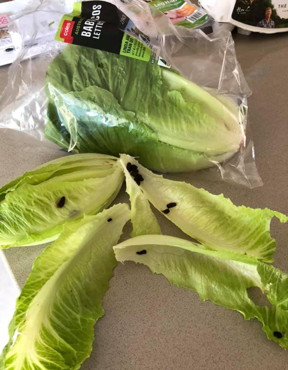 A Perth woman said she was put off her lunch after opening a bag of Coles lettuce and uncovering a rather disturbing find. Source: Facebook