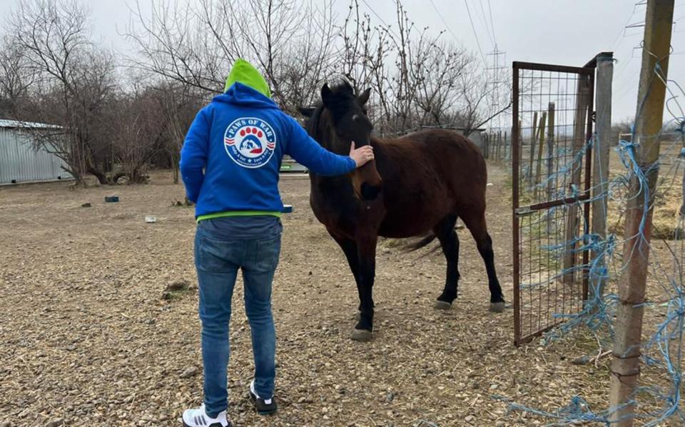 N.Y. Charity Installs Animal Feeding Stations Across Ukraine to Help Pets Abandoned During War