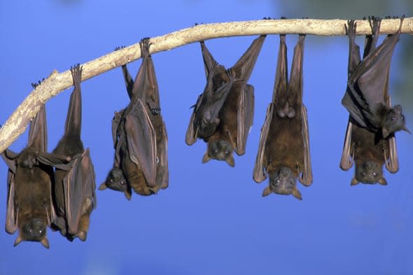 little red flying fox colony