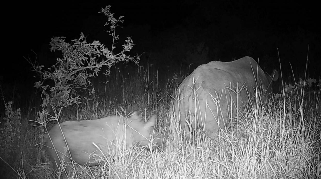 PHOTO: A baby Black Eastern rhino has been born in the dense Chyulu Hills in Southern Kenya, according to researchers. (Courtesy of Big Life Foundation)