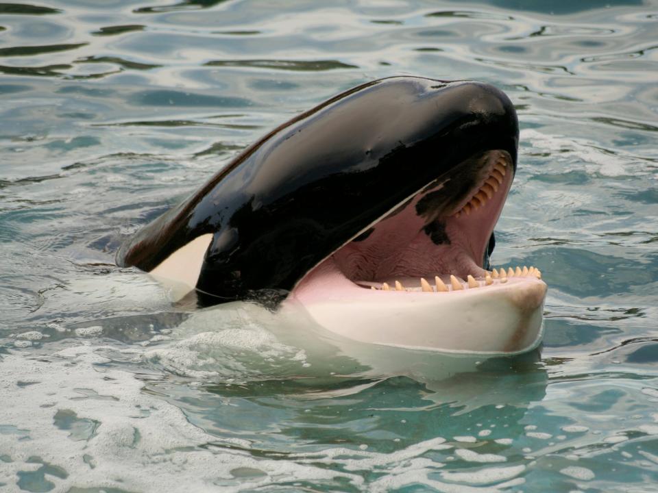 An orca in the water with its mouth open showing sharp teeth.