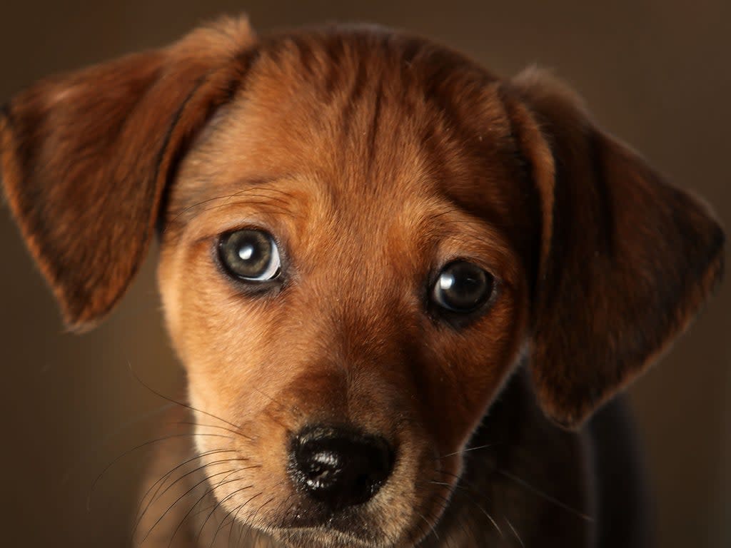 A leading dog welfare charity has seen an increase in people looking to give away their dogs (Christopher Furlong/Getty Images)