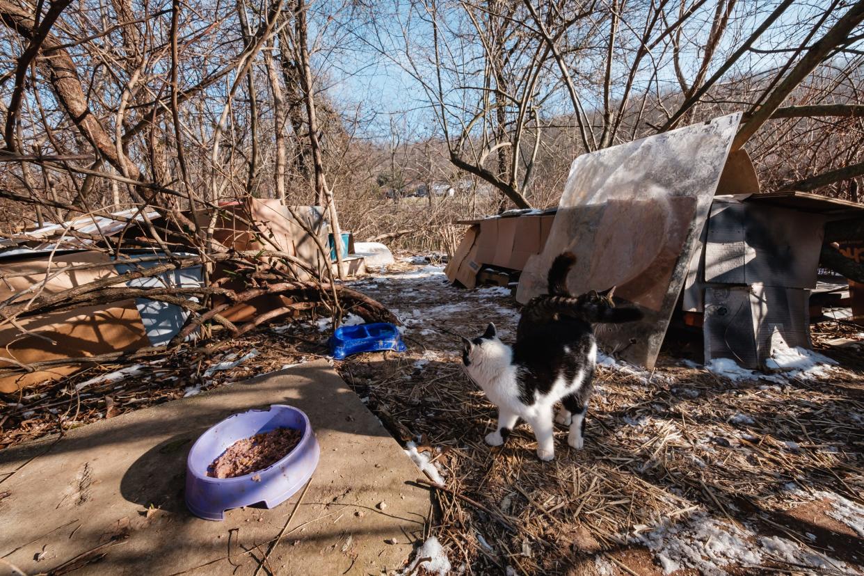 Cats socialize at a multi-structure cat habitat along Big Stillwater Creek in Uhrichsville.