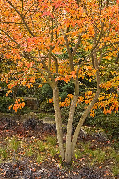 Tree, Plant, Leaf, Deciduous, Autumn, Woody plant, Northern hardwood forest, Biome, Maple, Temperate broadleaf and mixed forest, 