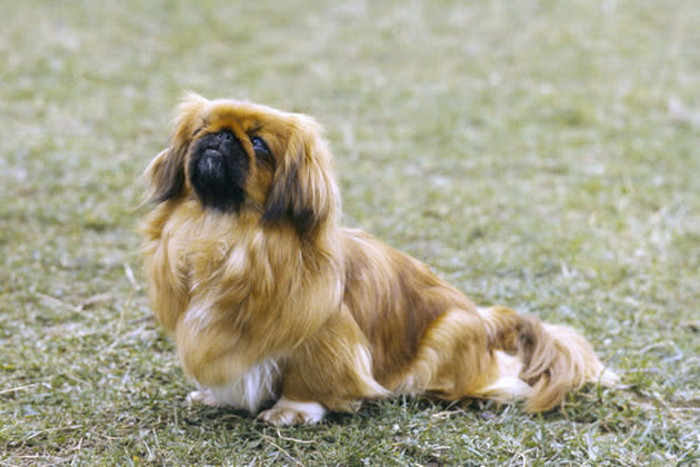 Pekingese — Low-Energy Lover