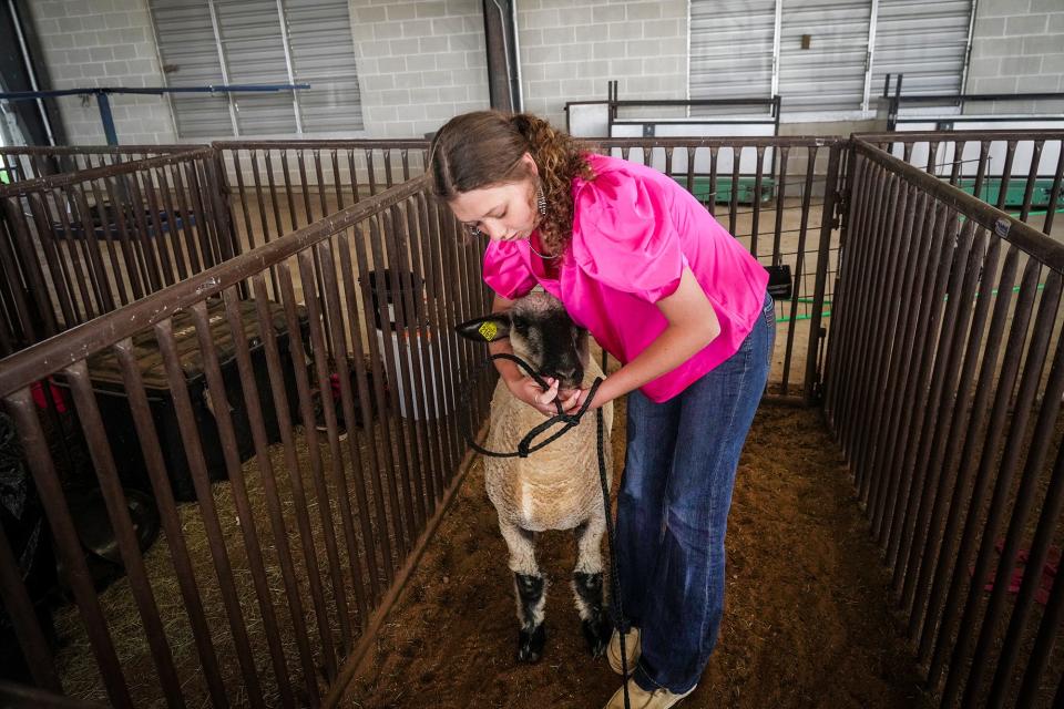 Katie Hartman, 16 of Dripping Springs High School takes care of her lamb, who she named Willie for an upcoming livestock show in the Austin Rodeo. This will be  Katie Hartman's second year competing in the event. The School travel all over Texas competing in livestock shows and other events.  