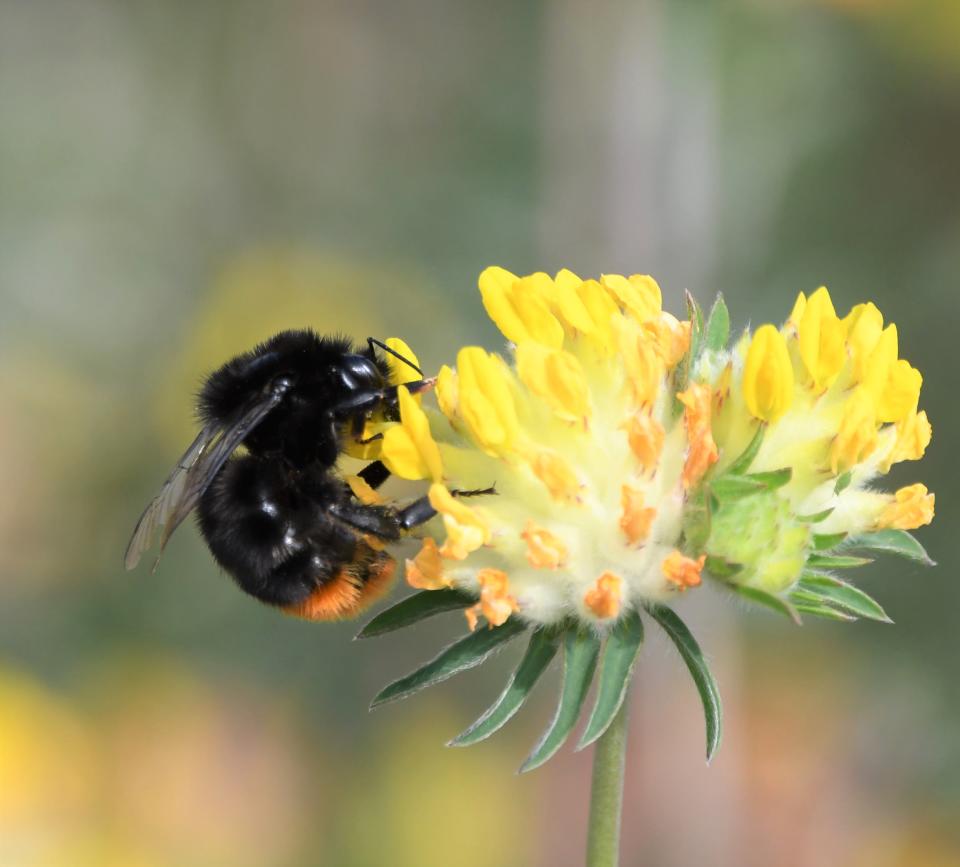 A red-tailed bumblebee on kidney vetch (Tim Squire/South Downs National Park/PA)