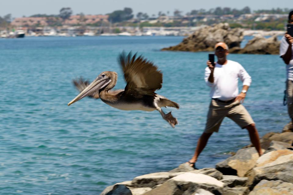 A brown pelican flies into the wild at Corona Del Mar State Beach in Newport Beach, California, on June 17. The 12 brown pelicans were victims of the recent Southern California mass-stranding event. Damian Dovarganes/AP