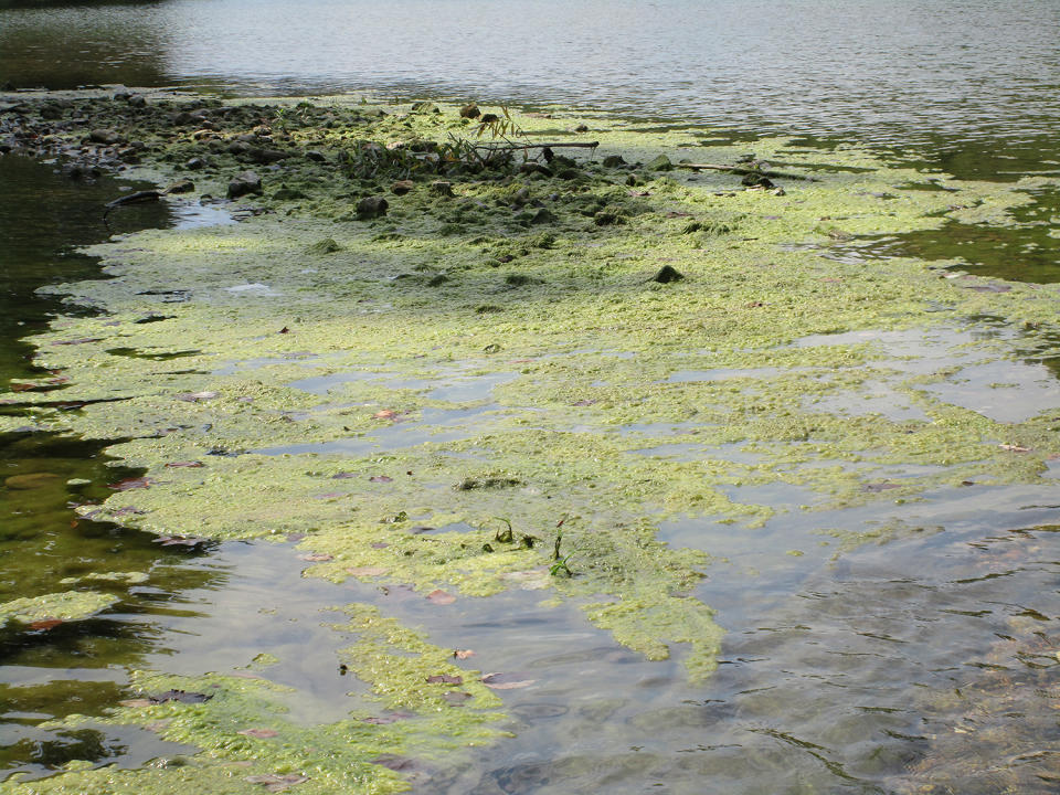 <p>Algae growth in the Buffalo National River in Arkansas. (Photo: Carol Bitting) </p>