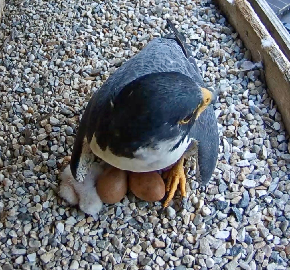 Peregrine falcon dad Ares takes a turn keeping three eggs and the first hatchling warm in the nest box he shares with his mate Astrid on a ledge on the Adirondack Bank Building in downtown Utica. The first chick hatched on Tuesday, April 30, 2024.