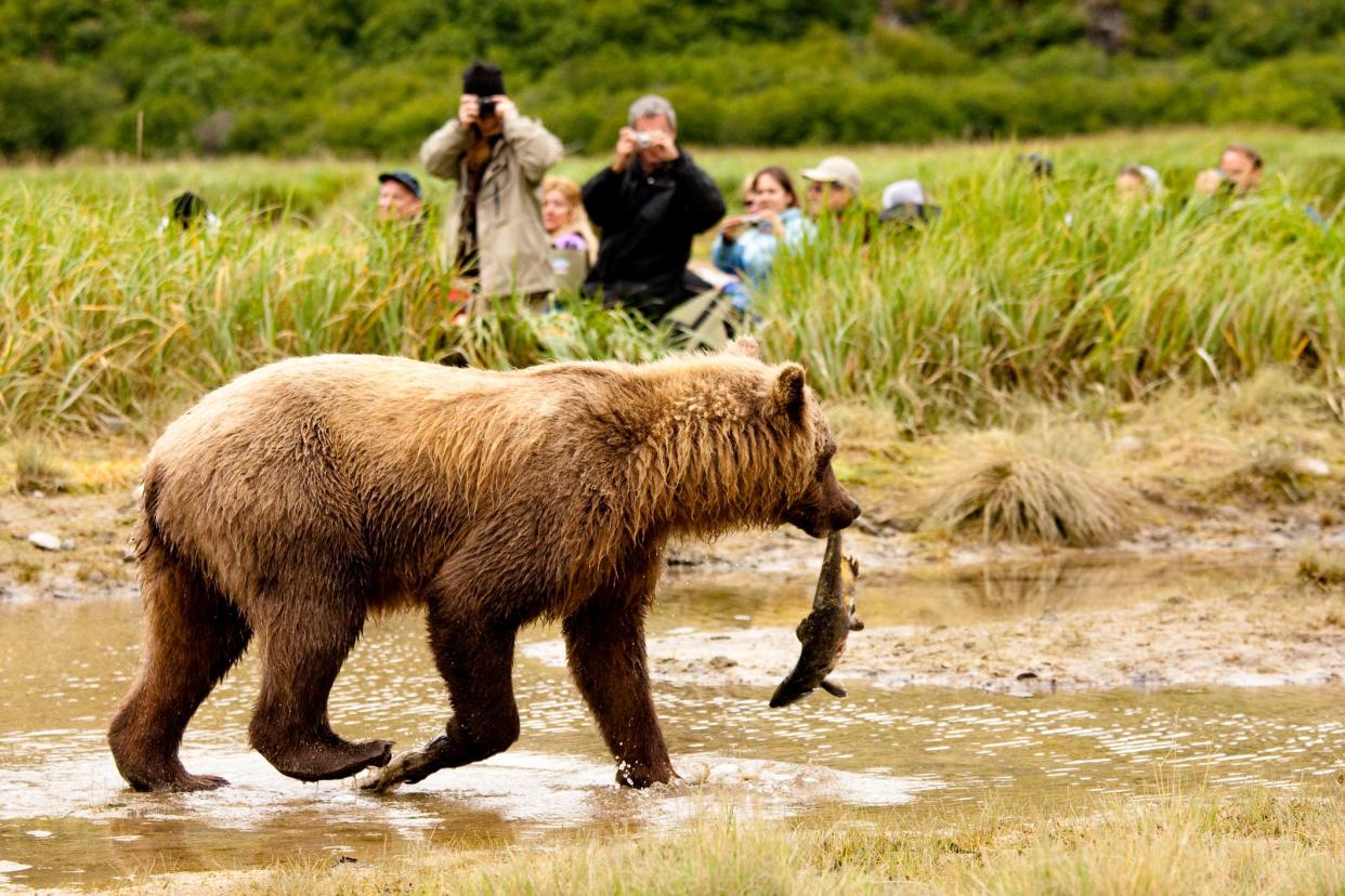 A grizzly bear at Yellowstone National Park.