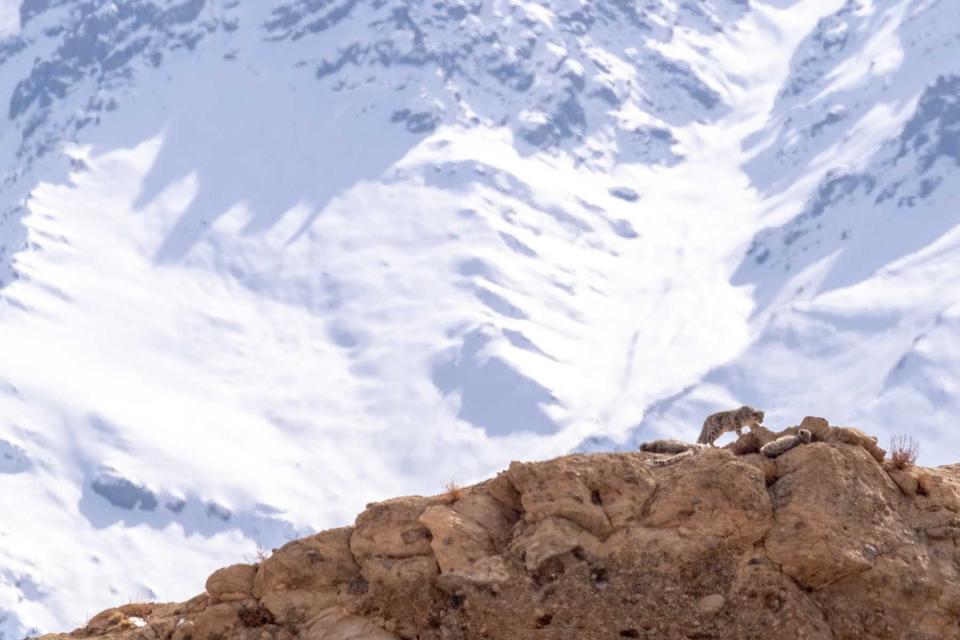 <p>Himanshu Lakhwani</p> A female snow leopard with her cubs near the village of Ulley, in Ladakh, India.