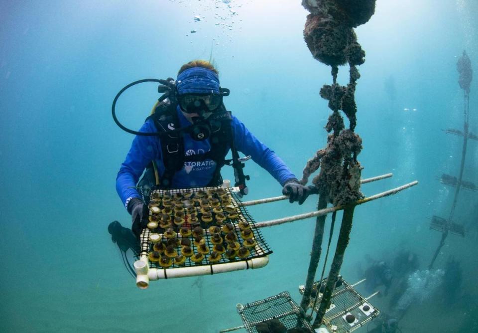 Un miembro del personal de la Coral Restoration Foundation cuenta y supervisa los fragmentos de coral después de devolverlos al vivero, el lunes 20 de noviembre de 2023, frente a la costa de Tavernier en los Cayos de la Florida. Estos fragmentos de coral se sacaron del vivero para permitir su supervivencia previamente en el año y, al enfriarse las temperaturas, se devolvieron al océano.