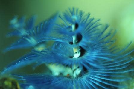 Delicate beauty in Apra Harbor. The radioles of a Christmas Tree Worm collect food and aid in respiration. Photo by Jim Haw.
