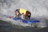 A dog surfs during the Surf City Surf Dog Contest in Huntington Beach, California September 27, 2015. REUTERS/Lucy Nicholson