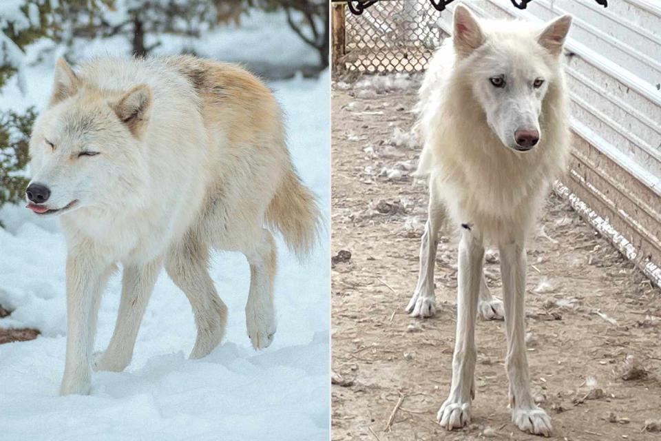 <p>Katie Forbis at Wild Spirit Wolf Sanctuary; Wild Spirit Wolf Sanctuary</p> Azriel a wolfdog in the  Pennsylvania 6 at Wild Spirit Wolf Sanctuary (left) and Ruhn the wolfdog from the same group prior to rescue (right).