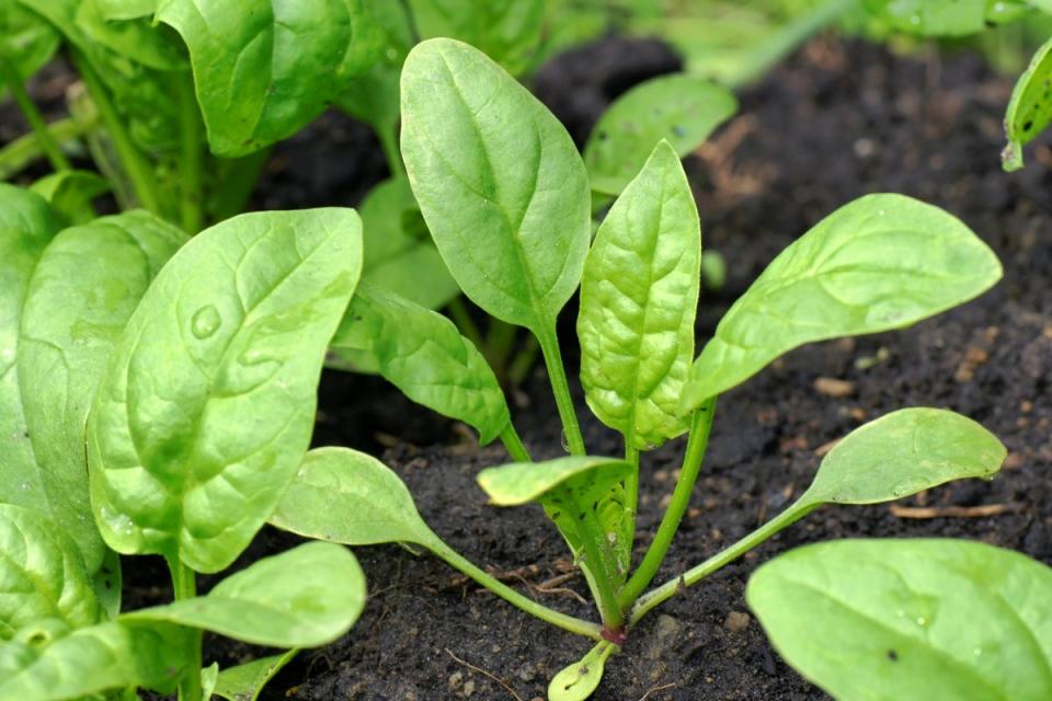 Spinach leaves in freshly watered soil
