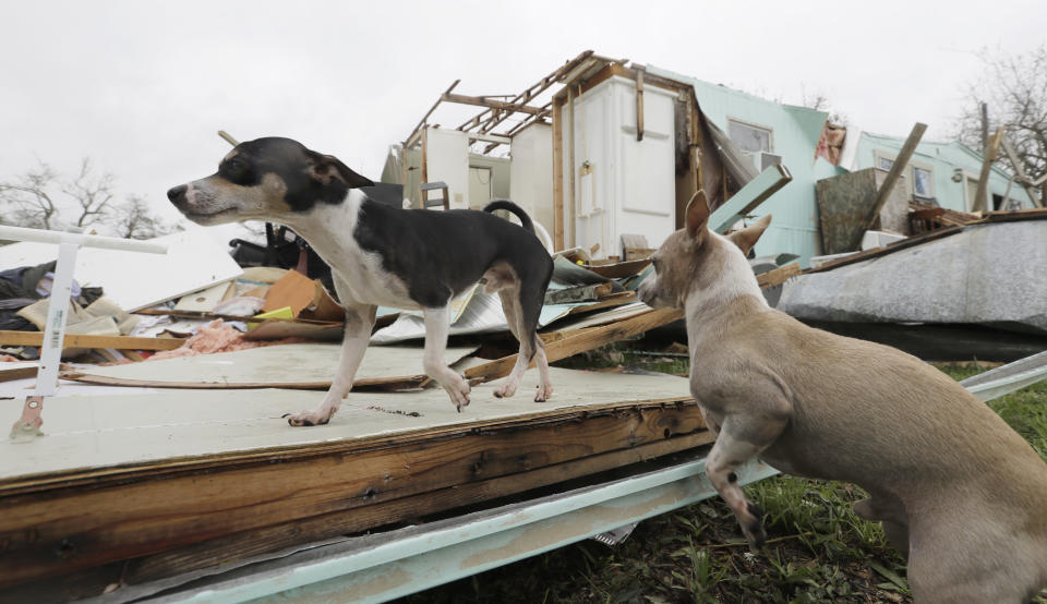 <p>Dogs owned by Sam Speights walk over their Hurricane Harvey damaged home, Aug. 27, 2017, in Rockport, Texas. (Photo: Eric Gay/AP) </p>