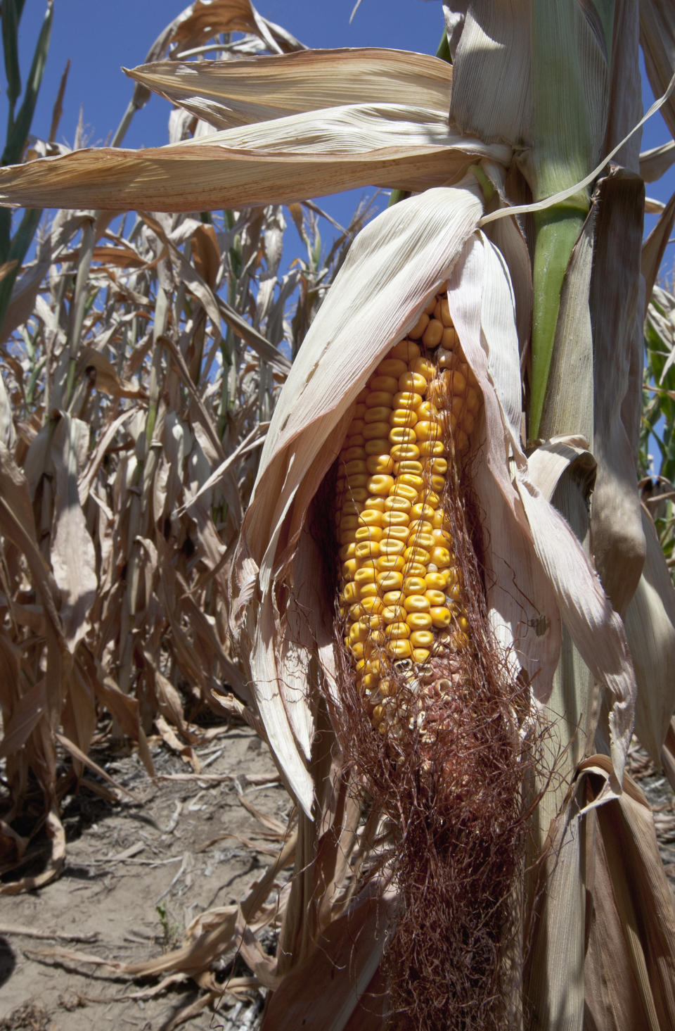 Drought-damaged corn is seen near Brownville, Neb., Thursday, July 26, 2012. The widest drought to grip the United States in decades is getting worse with no signs of abating. The drought covering two-thirds of the continental U.S. had been considered relatively shallow, the product of months without rain, rather than years, but a report released Thursday showed its intensity is rapidly increasing, with 20 percent of the nation now in the two worst stages of drought, up 7 percent from last week. (AP Photo/Nati Harnik)