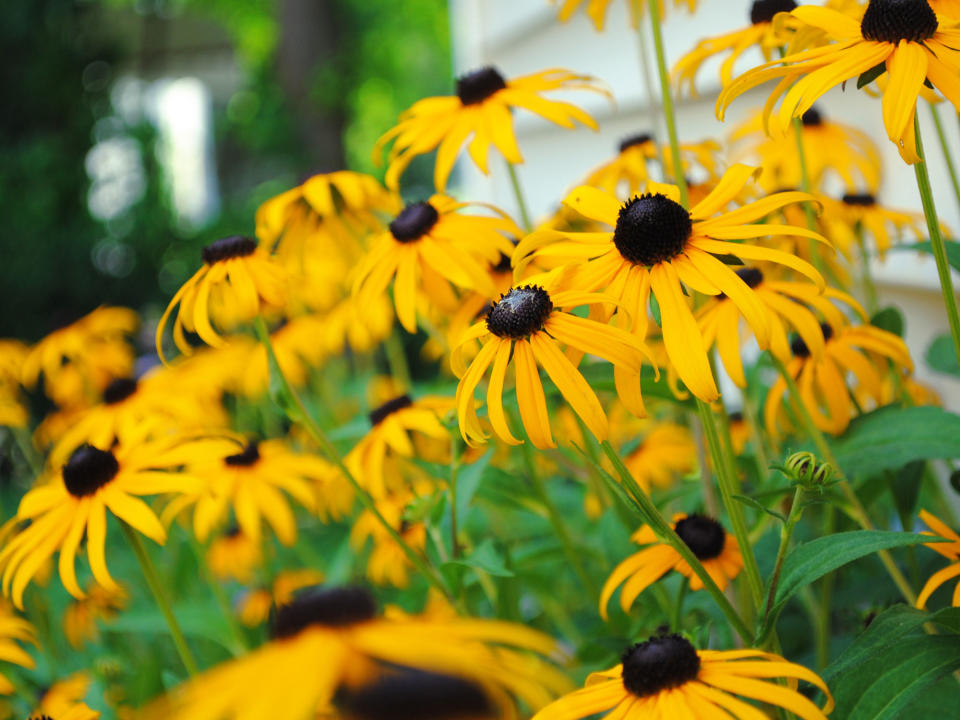 black eyed Susan (rudbeckia)