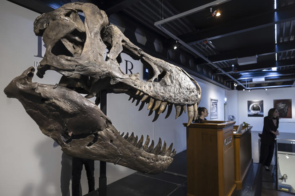 The head of the skeleton of a Tyrannosaurus rex named Trinity, is seen during an auction in Zurich, Switzerland on Tuesday, April 18, 2023. The 293 T. rex bones were assembled into a growling posture that measures 11.6 meters long (38 feet long) and 3.9 meters high (12.8 feet high. The skeleton is expected to fetch 5 million to 8 million Swiss francs ($5.6-$8.9 million). (Michael Buholzer/Keystone via AP)